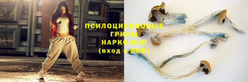 Галлюциногенные грибы Psilocybe  Чебоксары 